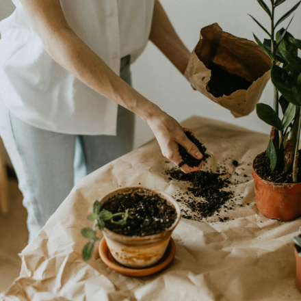 Une personne en chemise blanche et jean rempote une plante d'intérieur sur une table recouverte de papier kraft. Elle verse du terreau depuis un sac en papier dans un pot en terre cuite. D'autres plantes en pots sont disposées autour, créant une scène chaleureuse et naturelle.